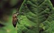 Hoe af te van snuitkevers the Natural Way raken