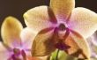 Orchidee verzorging voor gele bladeren