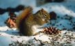 Wat zijn de ziektes & ziekten eekhoorns kunnen krijgen?