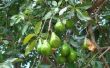 Wat klimaat moet een Avocado boom groeien?