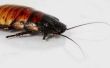 Welke oorzaken kakkerlakken in Mulch?
