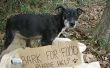 Hond voedsel donaties voor organisaties
