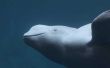 How to Save de Beluga walvissen