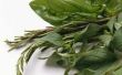 Welke meststoffen moet basilicum planten?