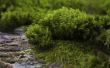 How to Grow Ierse of Scotch Moss (Sagina Subulata)