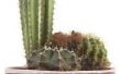 De functies van een Cactus