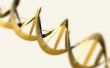 Hoe te het Label van een DNA-structuur