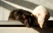 How to Get Rid van Rats in het dak