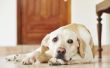 De bijwerkingen van ciprofloxacine voor honden