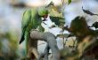 Hoe te stoppen met een Indiase Ringneck papegaai van bijten