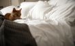 Hoe te stoppen met een kat uit plassen op het Bed