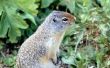 Hoe te houden van eekhoorns uit Fig struiken