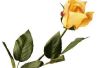De betekenis van de gele Tea Rose