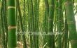 How to Grow bamboe in de schaduw