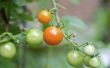 How to Grow Tomaten Sungold