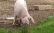Hoe te formuleren Feed rantsoenen voor varkens