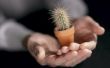Hoe de zorg voor een zilveren fakkel Cactus