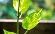 De beste manier om te groeien van een Plant Pothos Ivy