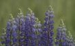 Wanneer de blauwe Bush Lupine Plant bloeien?