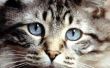 Wat bloed werk doen dierenartsen draaien op katten?