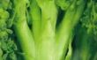 Hoe maak je Broccoli salade met Cranberries
