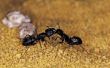 Wat zijn de delen van het lichaam van de mieren?