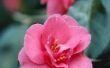Interessante feiten over de Camellia, de nationale bloem van Alabama