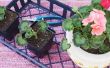 Hoe om te beginnen de stekken uit Geranium planten
