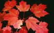 Het verschil tussen een Autumn Blaze Maple & een rode esdoorn