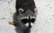 How to Get Rid van Raccoons onder uw huis