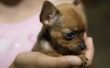 Krat opleiding voor een Chihuahua Puppy