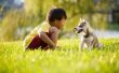 Home Remedies voor honden met een allergie voor gras