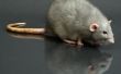 How to Get Rid van Rats binnen het huis