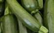 Meng courgette & komkommers in de tuin?