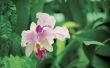 How to Get Rid van muggen op een orchidee Plant