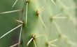 Hoe te snoeien van een Cactus