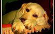 Tekenen & symptomen van eindstadium nierfalen bij honden