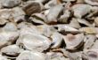 Hoe schoon oesterschelpen voor Compost