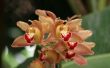 Japanse Orchidee verzorging