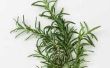 How to Grow Rosemary stekken
