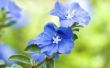 Zorg voor 'Blauw Daze' bloemen