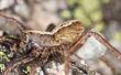 Wolf Spider Facts for Kids