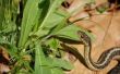 Natuurlijke manieren te houden slangen uit de buurt van uw huis