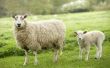 How to Fix een schapenmelk been