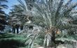 Hoe te knippen Fronds of varenblad Stubs uit de Dadelpalm boom