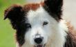 Stinkende gele wasachtige oor kwijting bij honden