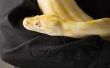 Wat Is een gele slang?