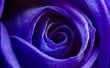 Hoe maak je een paarse roos