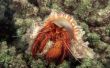Feiten over Hermit Krabben en zee-anemonen