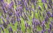 Instructies op de aanplant van een Lavendel veld
